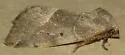 Plagiomimicus expallidus - Hodges#9752 - photo 4