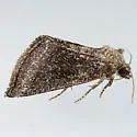 Plagiomimicus heitzmani - Hodges#9741.1