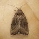 Plagiomimicus heitzmani - Hodges#9741.1 - photo 2