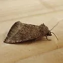 Plagiomimicus heitzmani - Hodges#9741.1 - photo 3