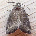 Plagiomimicus heitzmani - Hodges#9741.1 - photo 4