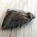 Plagiomimicus heitzmani - Hodges#9741.1 - photo 5