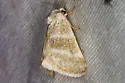 Plagiomimicus hilli - Hodges#9750