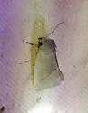Plagiomimicus kathyae - Hodges#9750.1