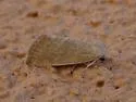 Plagiomimicus kathyae - Hodges#9750.1 - photo 2