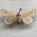 Plagiomimicus kathyae - Hodges#9750.1 - photo 3