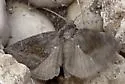 Plagiomimicus manti - Hodges#9744
