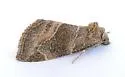 Plagiomimicus manti - Hodges#9744 - photo 2