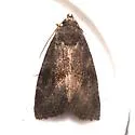 Plagiomimicus manti - Hodges#9744 - photo 3