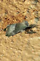 Plagiomimicus manti - Hodges#9744 - photo 4