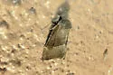 Plagiomimicus manti - Hodges#9744 - photo 5