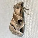 Plagiomimicus AZ - Hodges#9755.97 - Plagiomimicus n-sp