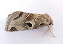 Plagiomimicus AZ - Hodges#9755.97 - photo 3
