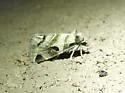 Plagiomimicus AZ - Hodges#9755.97 - photo 4