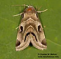 Plagiomimicus AZ - Hodges#9755.97 - photo 5