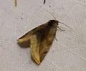 Plagiomimicus ochoa - Hodges#9740
