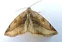 Plagiomimicus ochoa - Hodges#9740 - photo 2