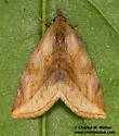 Plagiomimicus ochoa - Hodges#9740 - photo 3