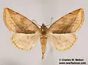 Plagiomimicus ochoa - Hodges#9740 - photo 4