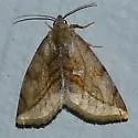 Plagiomimicus ochoa - Hodges#9740 - photo 5