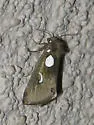 Plagiomimicus olvello - Hodges#9742 - Plagiomimicus olvello