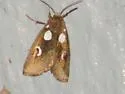Plagiomimicus olvello - Hodges#9742 - photo 2