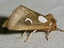 Plagiomimicus olvello - Hodges#9742 - photo 3