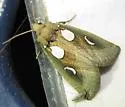 Plagiomimicus olvello - Hodges#9742 - photo 4
