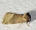 Frothy Moth - Hodges#9748 - photo 2