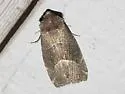 Frothy Moth - Hodges#9748 - photo 3