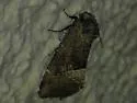 Frothy Moth - Hodges#9748 - photo 4