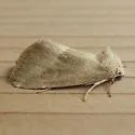 Frothy Moth - Hodges#9748 - photo 5