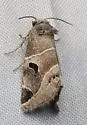Plagiomimicus triplagiatus - Hodges#9753 - Plagiomimicus triplagiatus