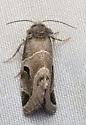 Plagiomimicus triplagiatus - Hodges#9753 - photo 2