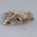 Plagiomimicus triplagiatus - Hodges#9753 - photo 4
