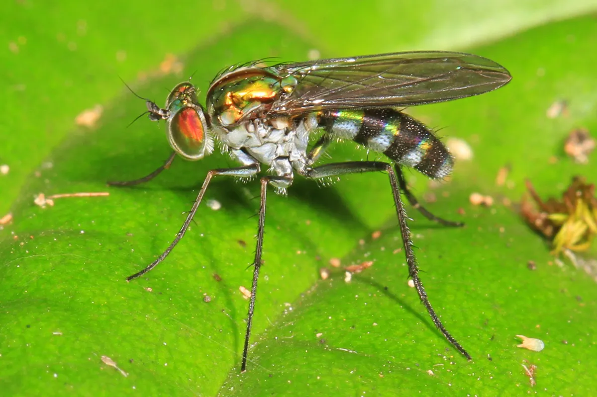 Plagioneurus univittatus - photo 2