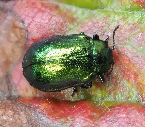 Plagiosterna aenea - Plagiosterna aenea
