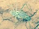 White-marked Shieldback - photo 2