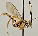 Plagiotrypes concinnus