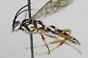Plagiotrypes concinnus - photo 2
