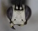 Plagiotrypes concinnus - photo 3