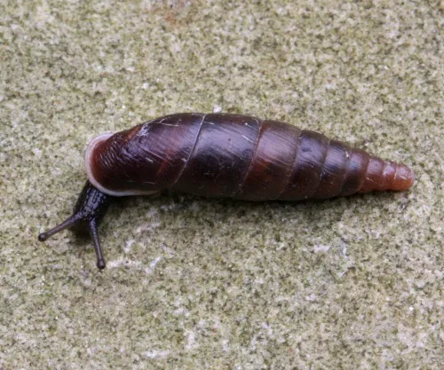 Plaited Door Snail