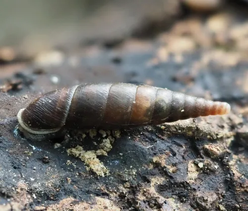 Plaited Door Snail - photo 2