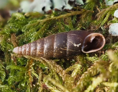 Plaited Door Snail - photo 3