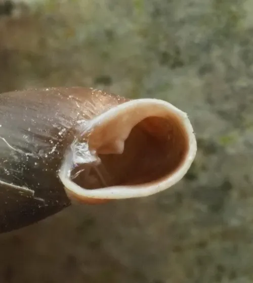 Plaited Door Snail - photo 4