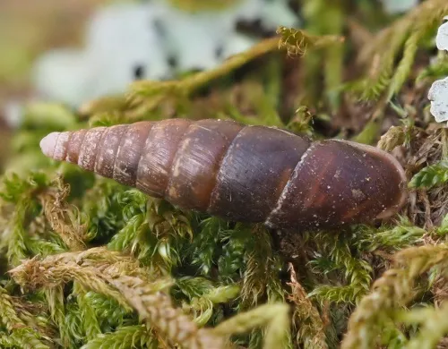 Plaited Door Snail - photo 5