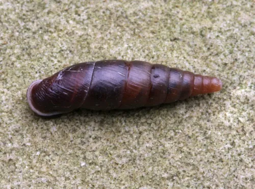 Plaited Door Snail - photo 6