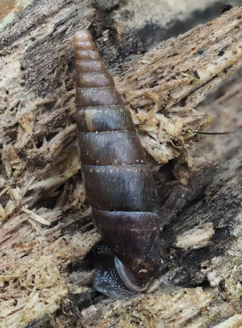 Plaited Door Snail - photo 8