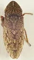 Planaphrodes bifasciata - Planaphrodes bifasciata