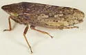 Planaphrodes bifasciata - photo 2